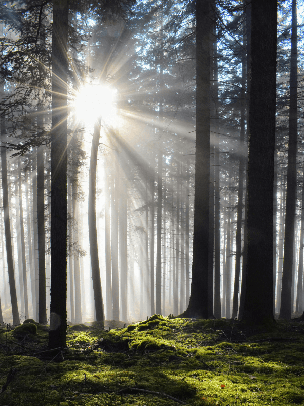 Light streaming through trees